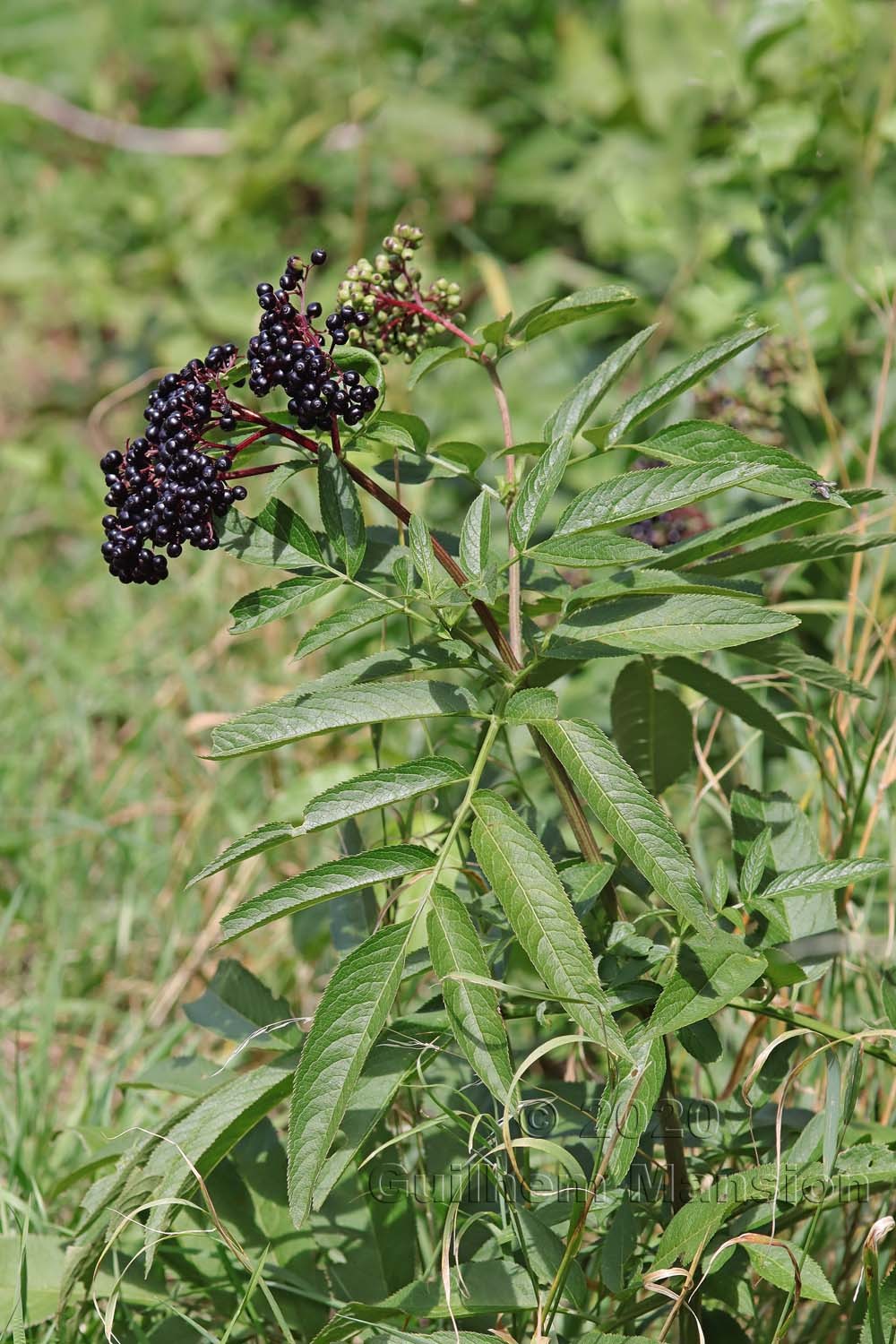 Sambucus ebulus