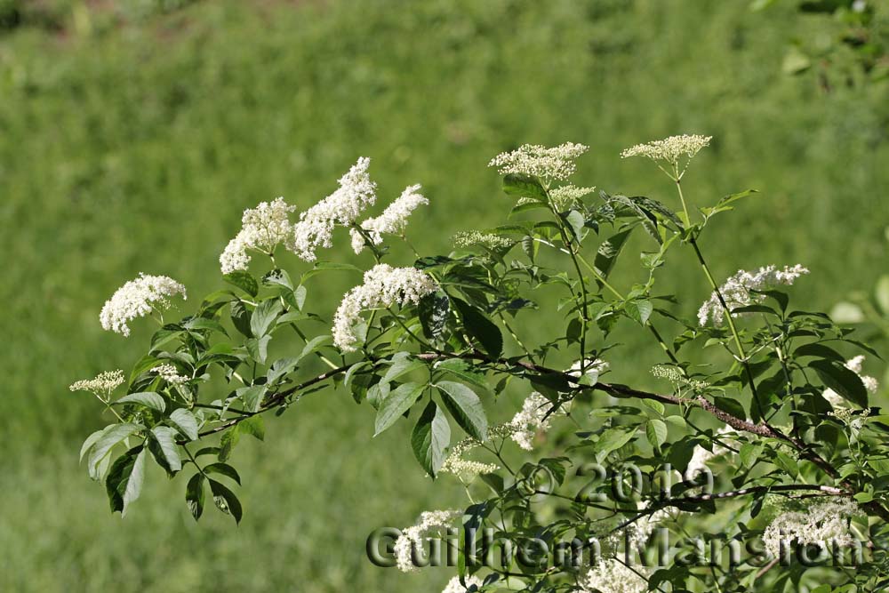 Sambucus nigra