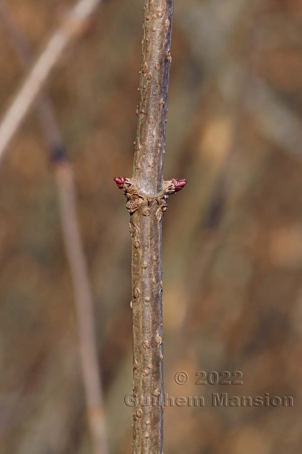 Sambucus nigra