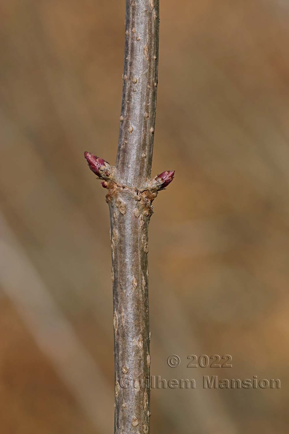 Sambucus nigra