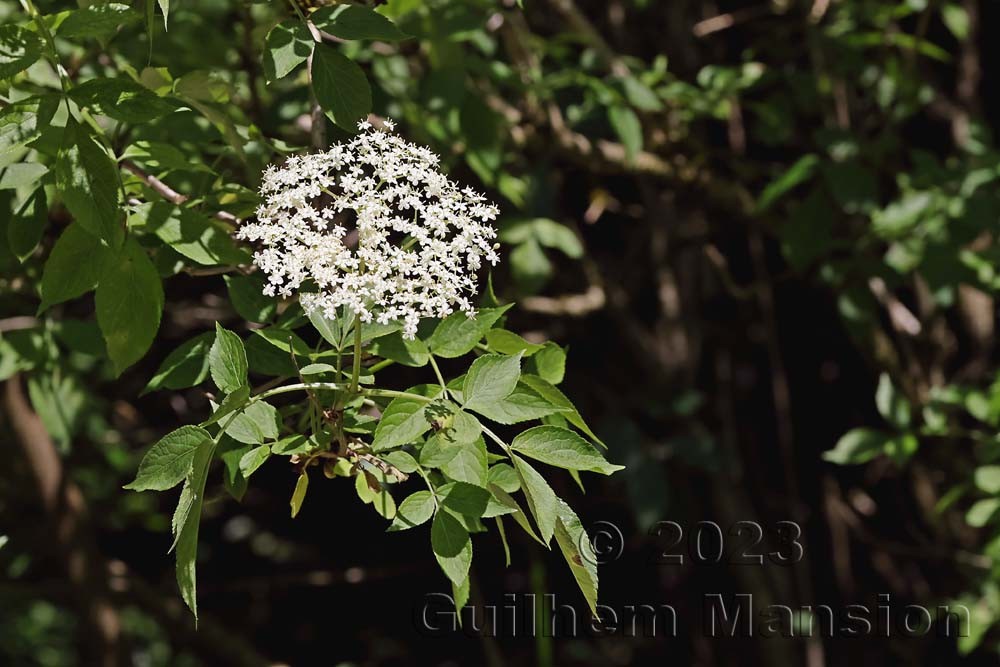 Sambucus nigra