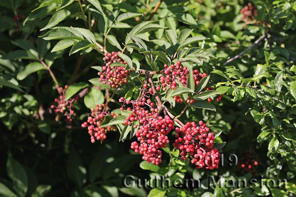 Sambucus racemosa