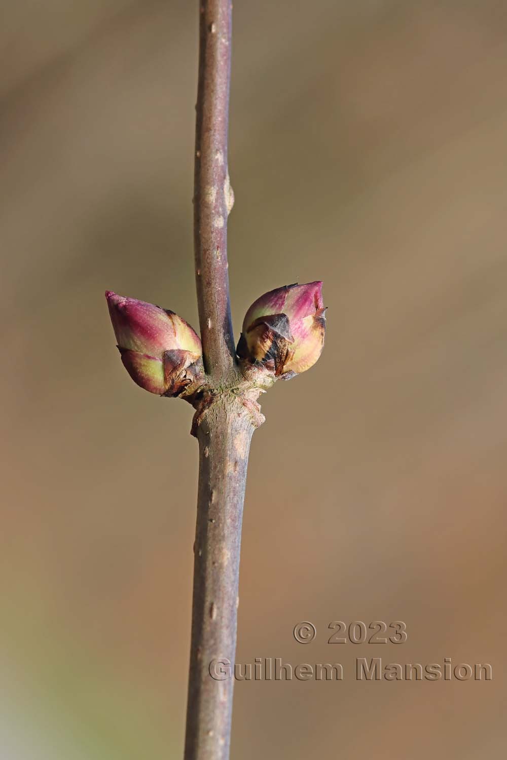 Sambucus racemosa