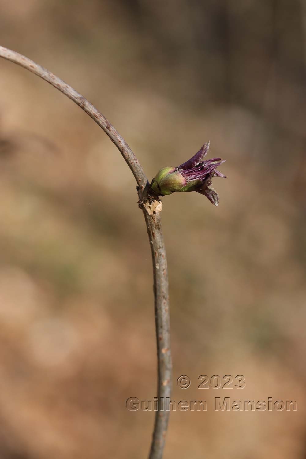 Sambucus racemosa