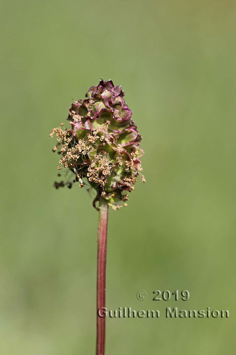 Sanguisorba minor