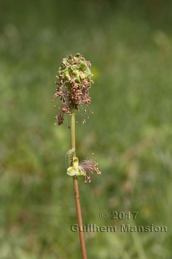 Sanguisorba minor