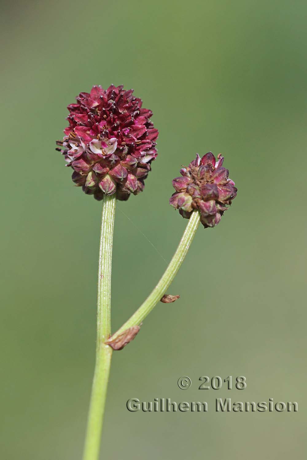 Sanguisorba officinalis