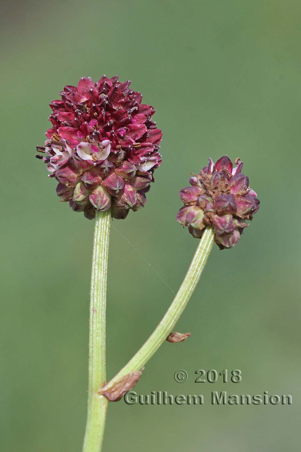 Sanguisorba officinalis