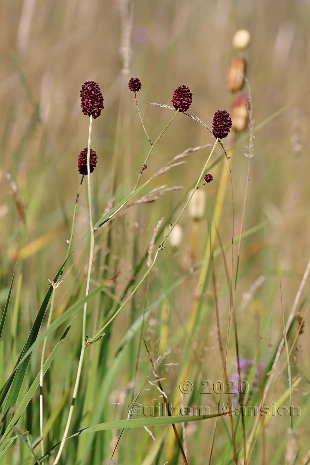 Sanguisorba officinalis