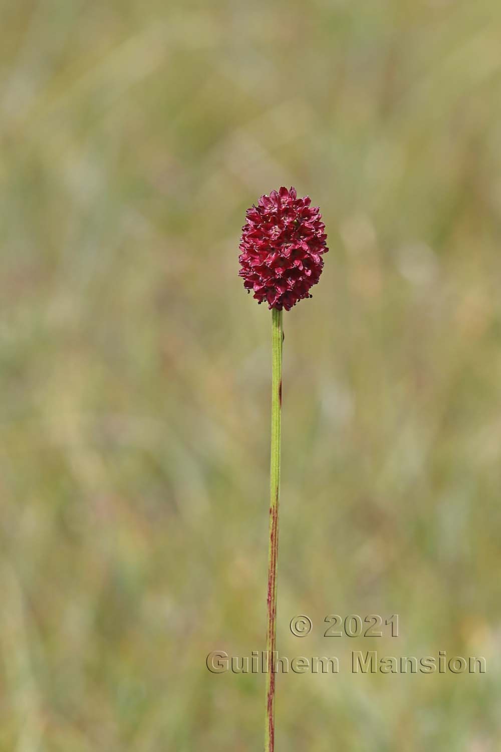 Sanguisorba officinalis