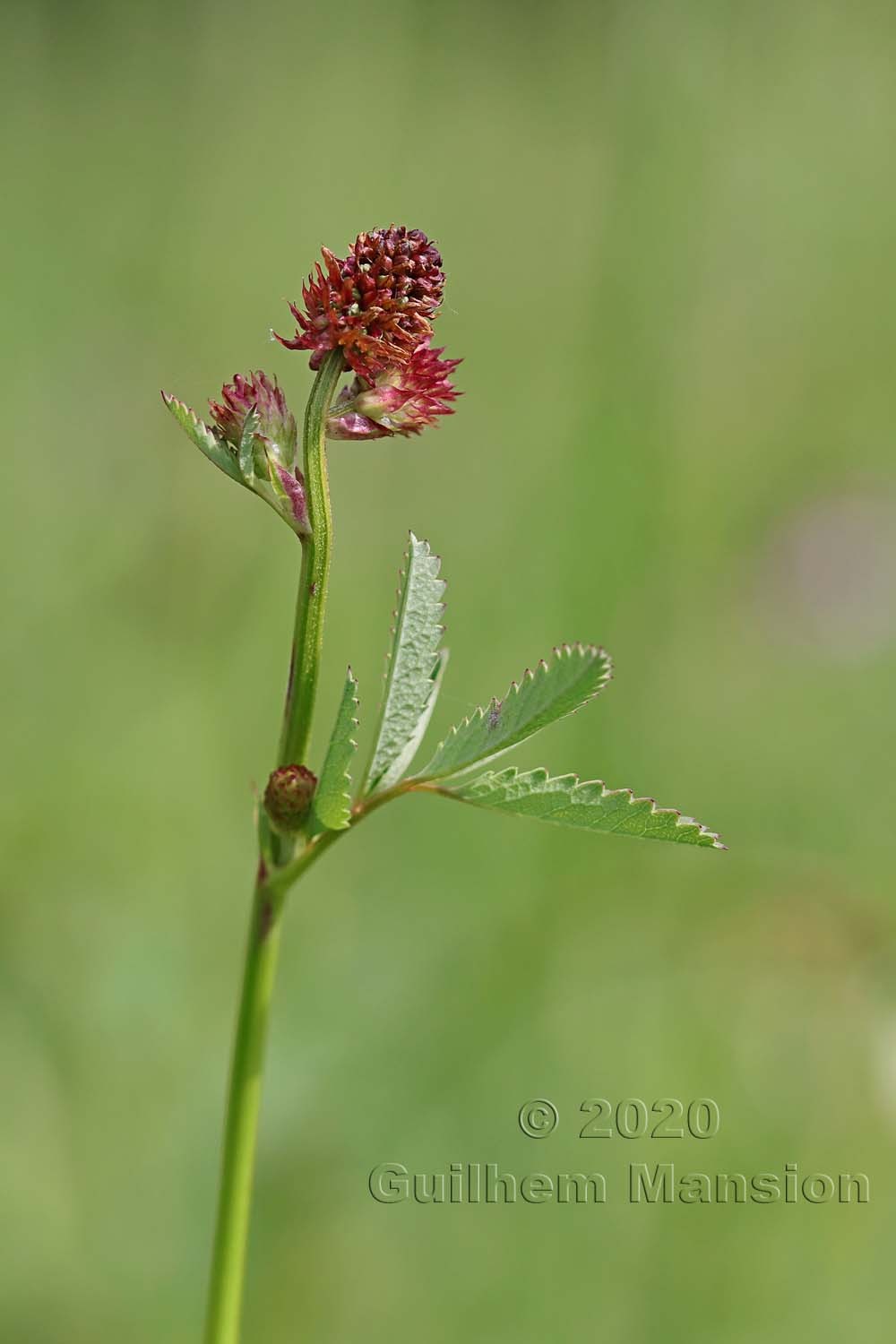 Sanguisorba officinalis