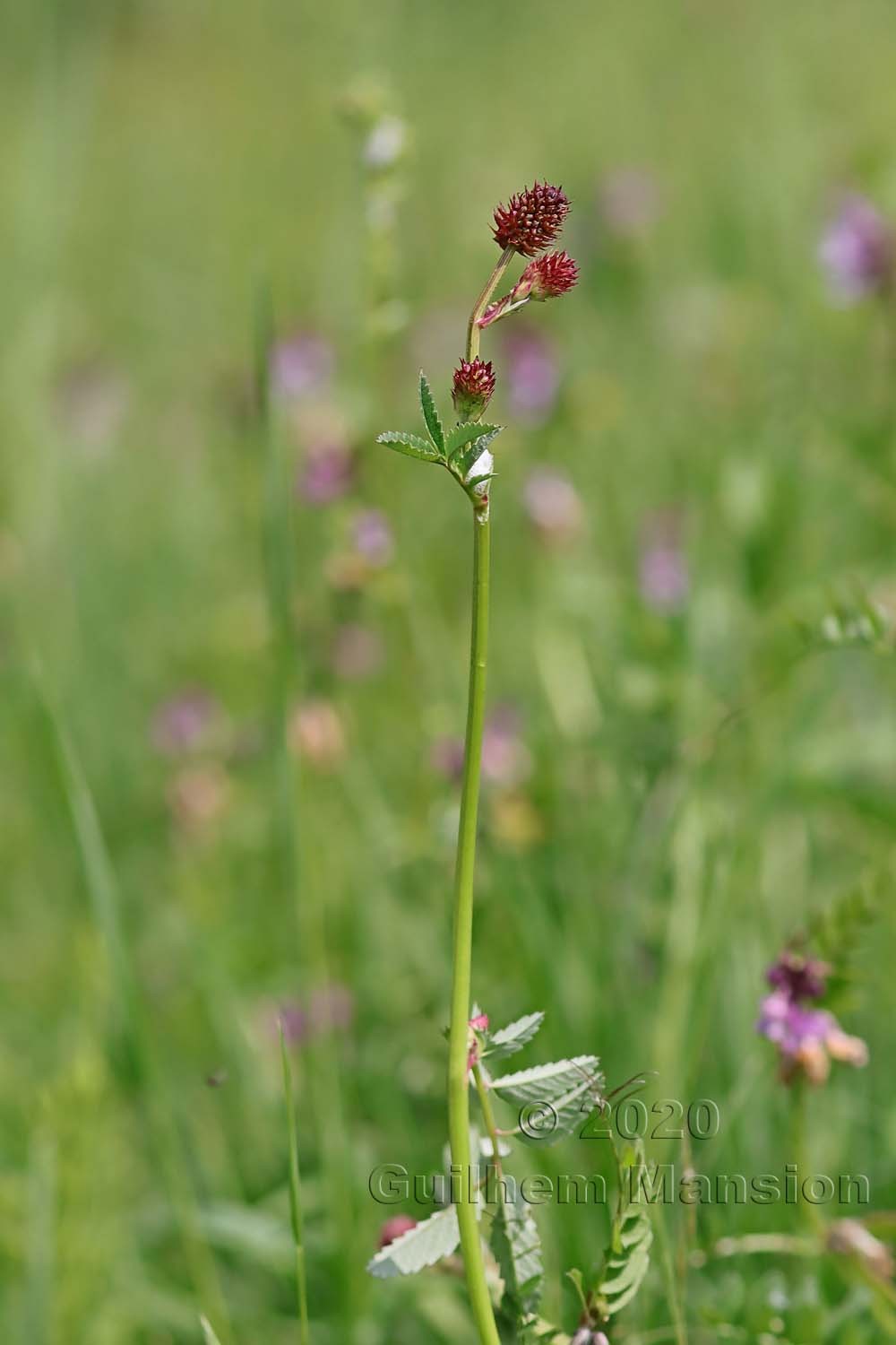 Sanguisorba officinalis