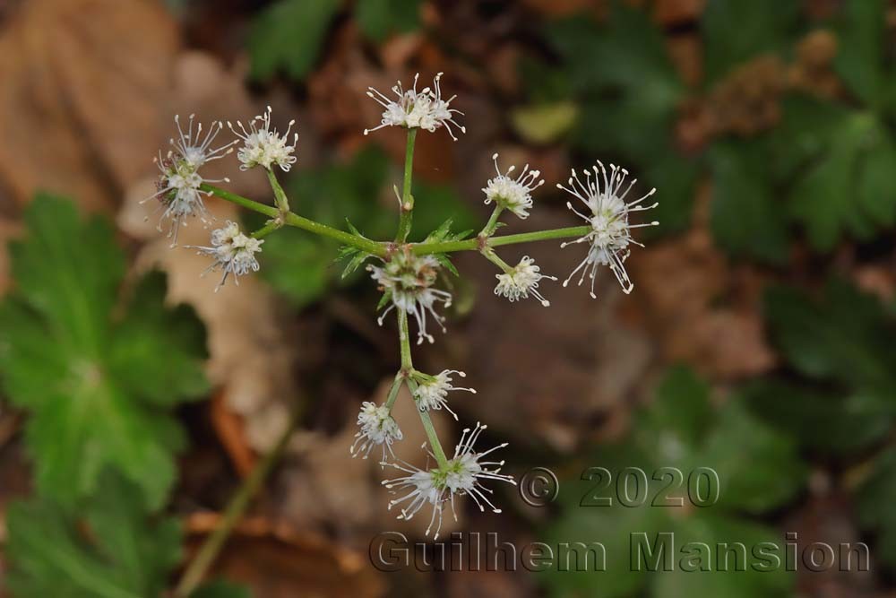 Sanicula europaea