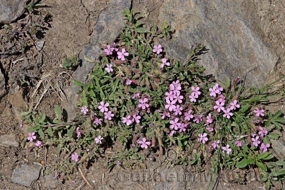 Saponaria ocymoides