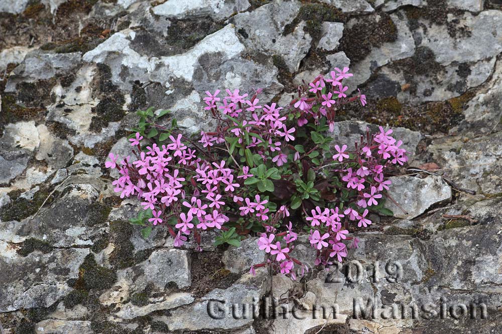 Saponaria ocymoides