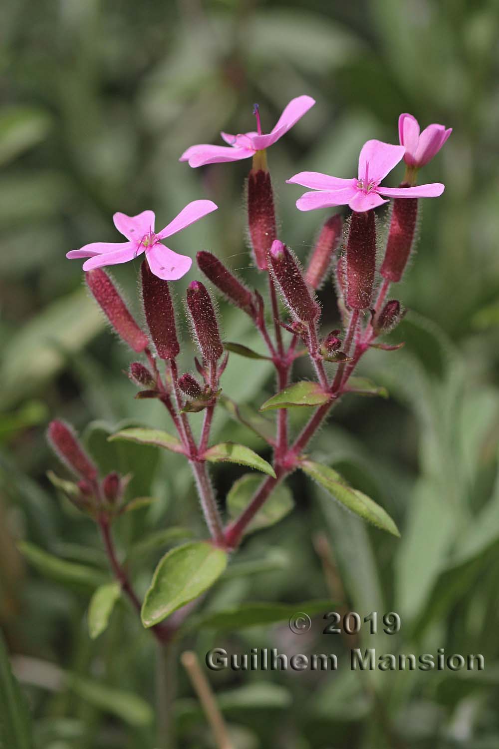 Saponaria ocymoides