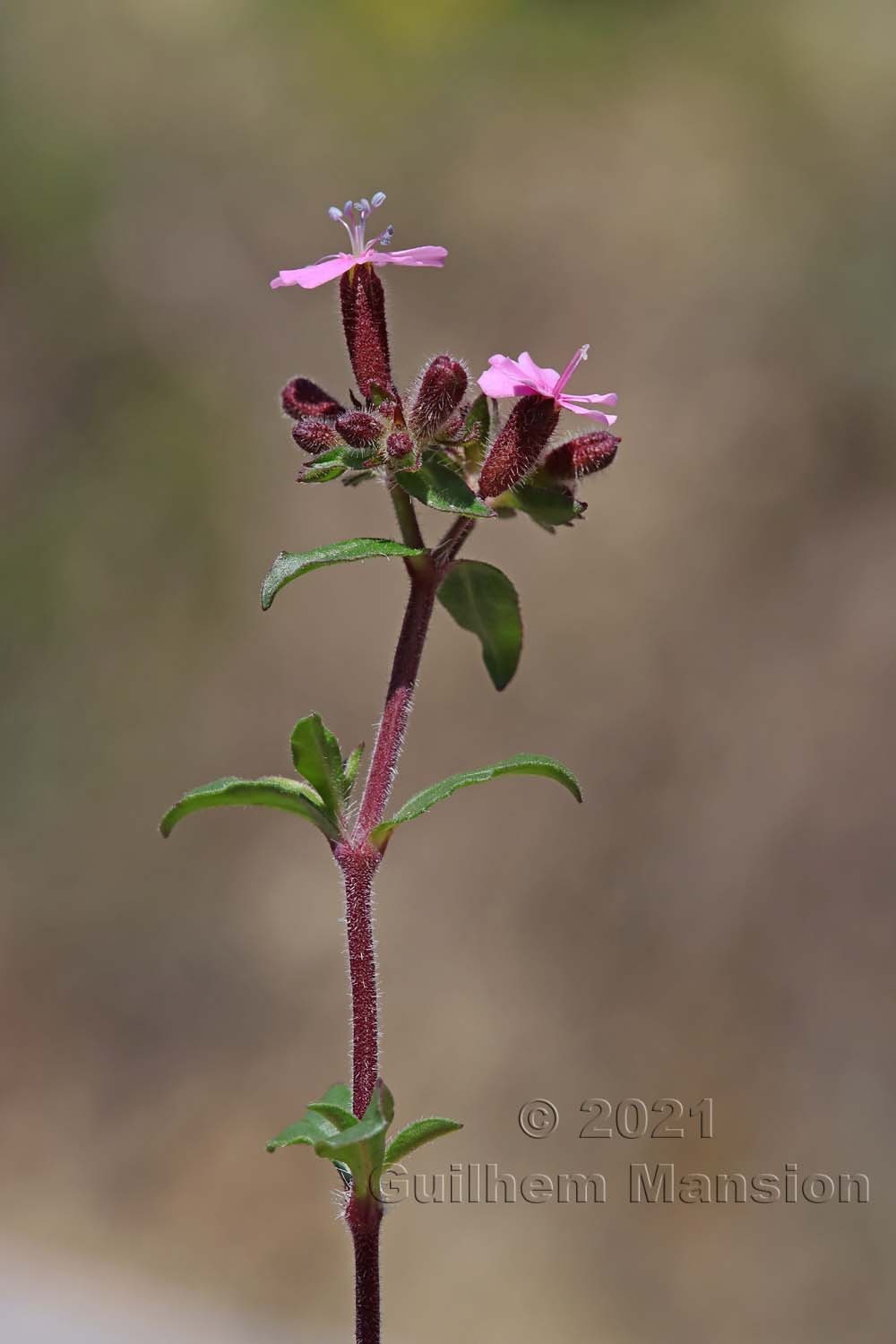 Saponaria ocymoides