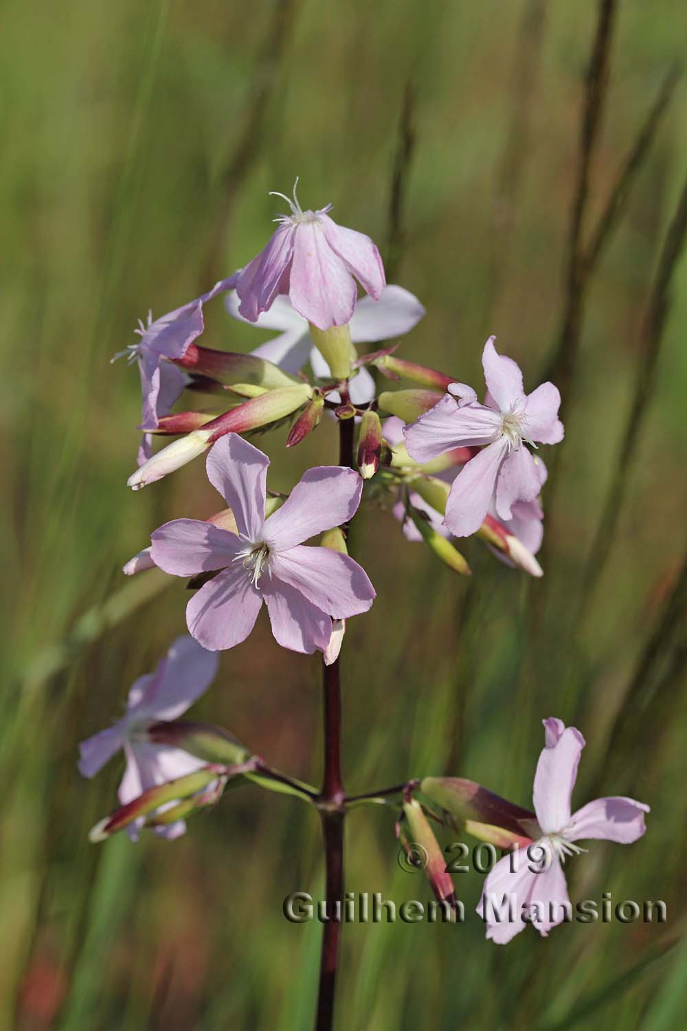 Saponaria officinalis