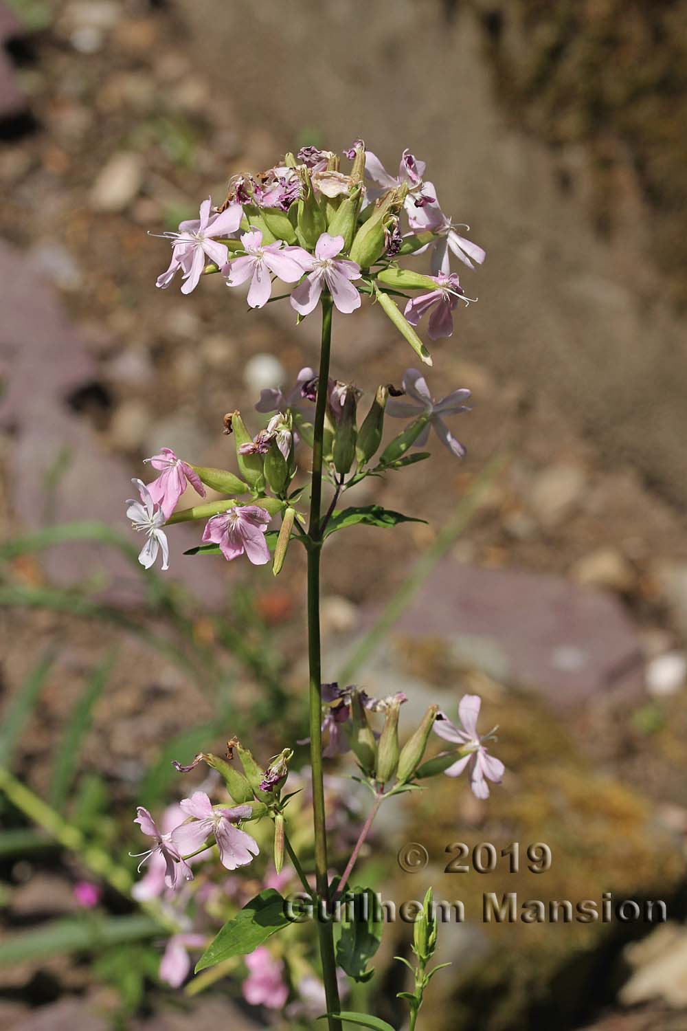 Saponaria officinalis