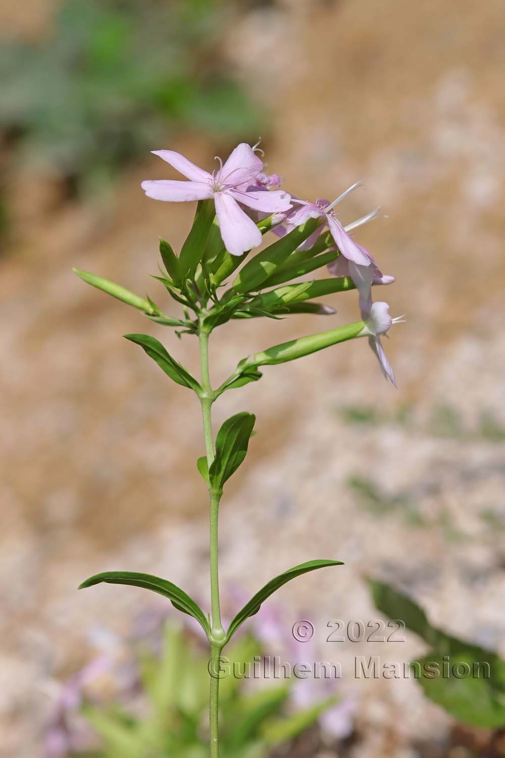 Saponaria officinalis