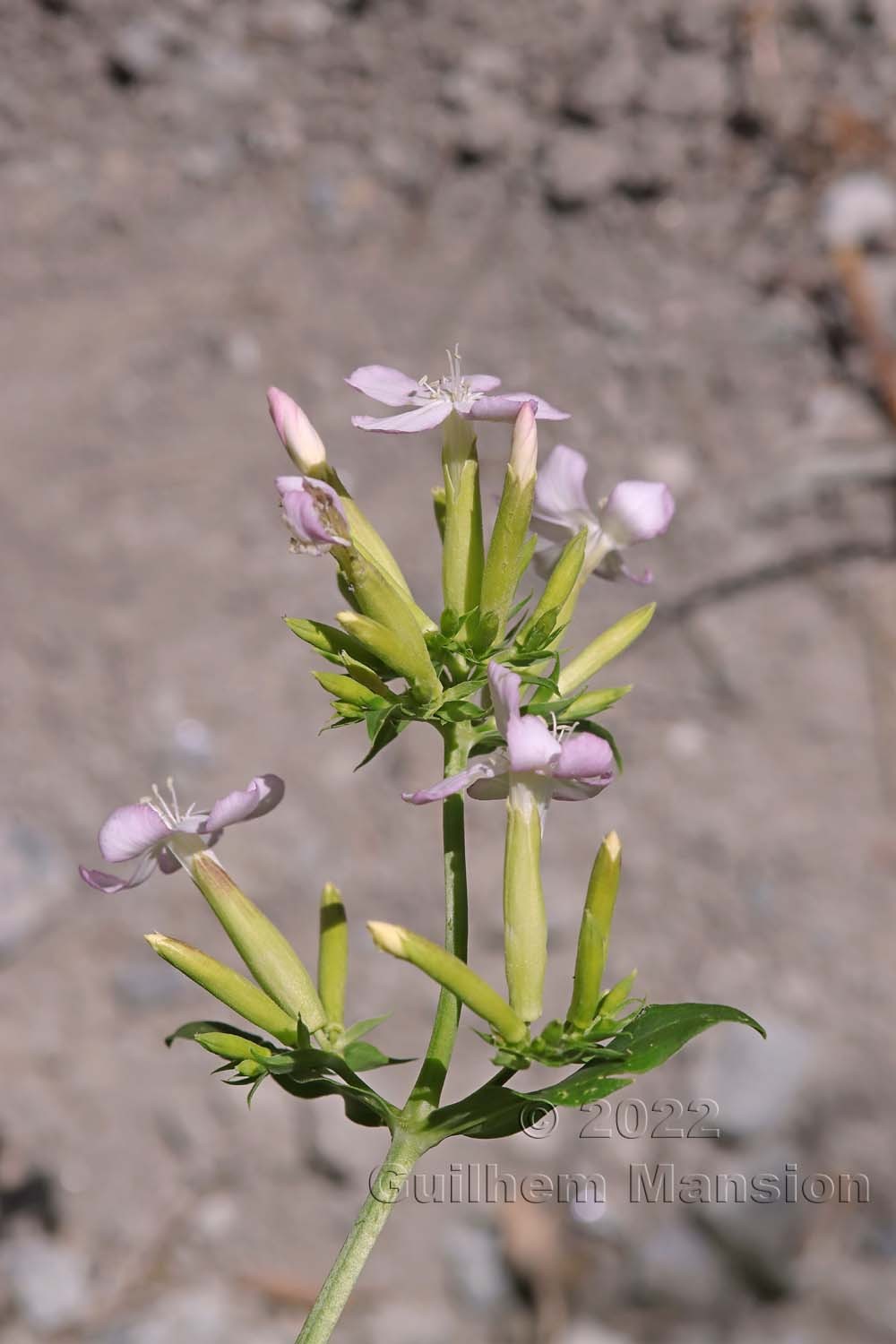 Saponaria officinalis