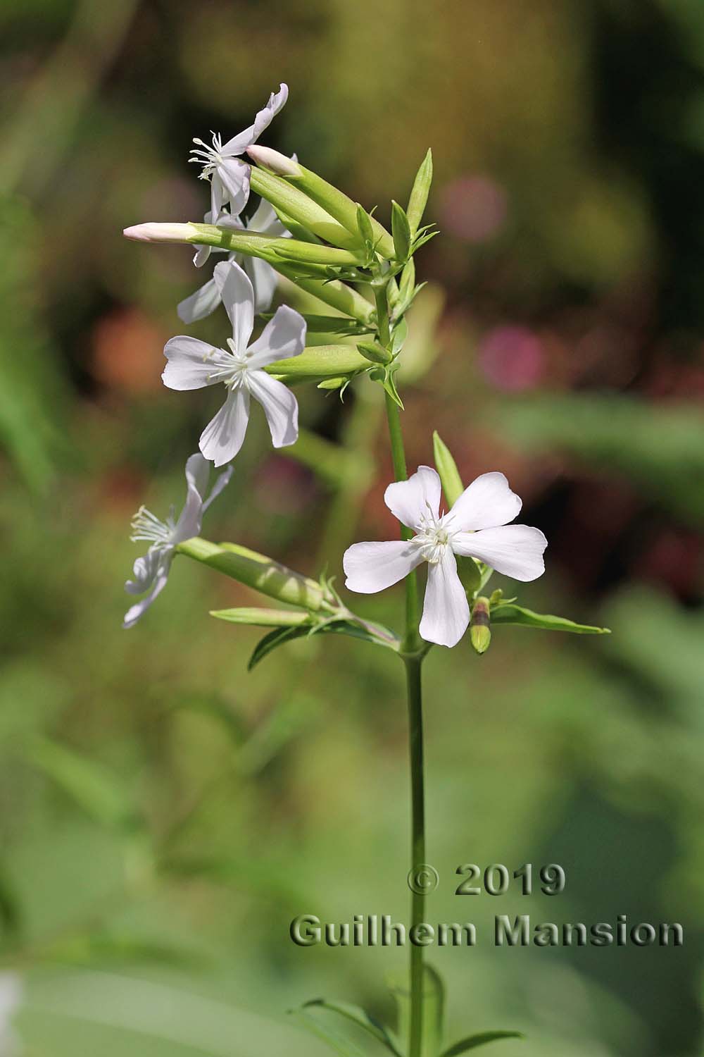 Saponaria officinalis