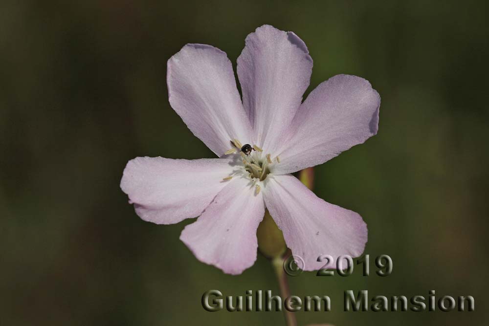 Saponaria officinalis