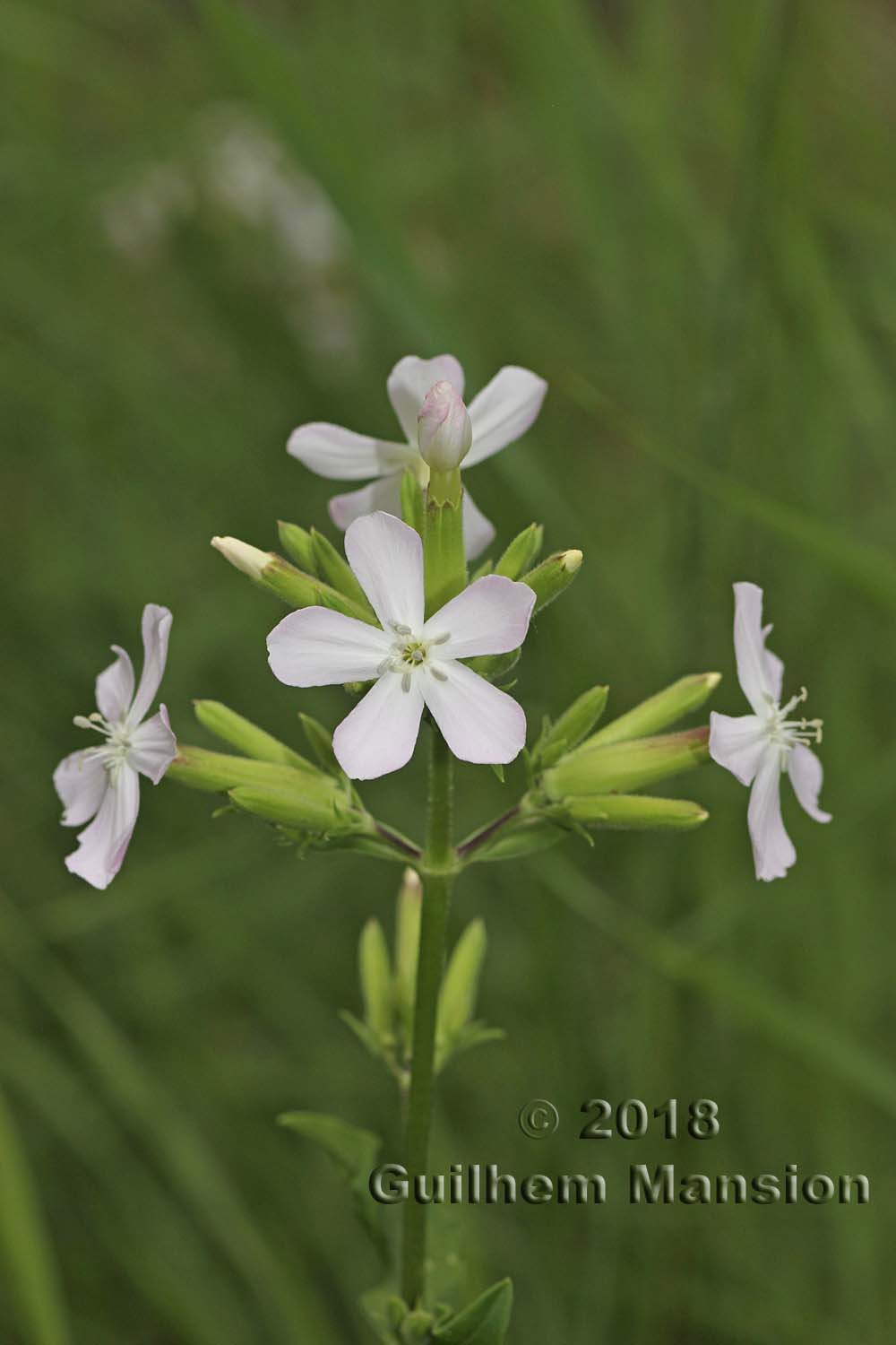 Saponaria officinalis