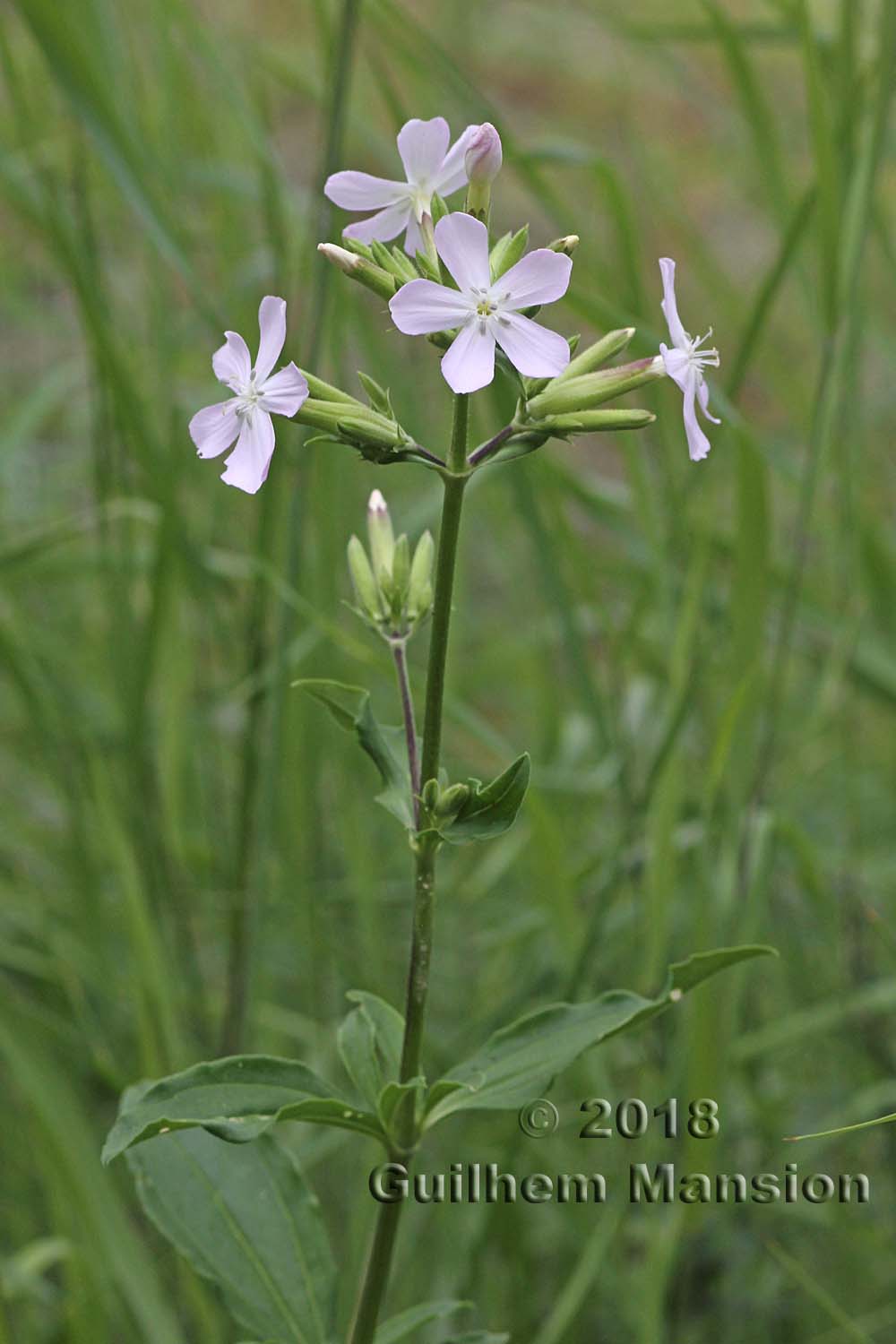 Saponaria officinalis