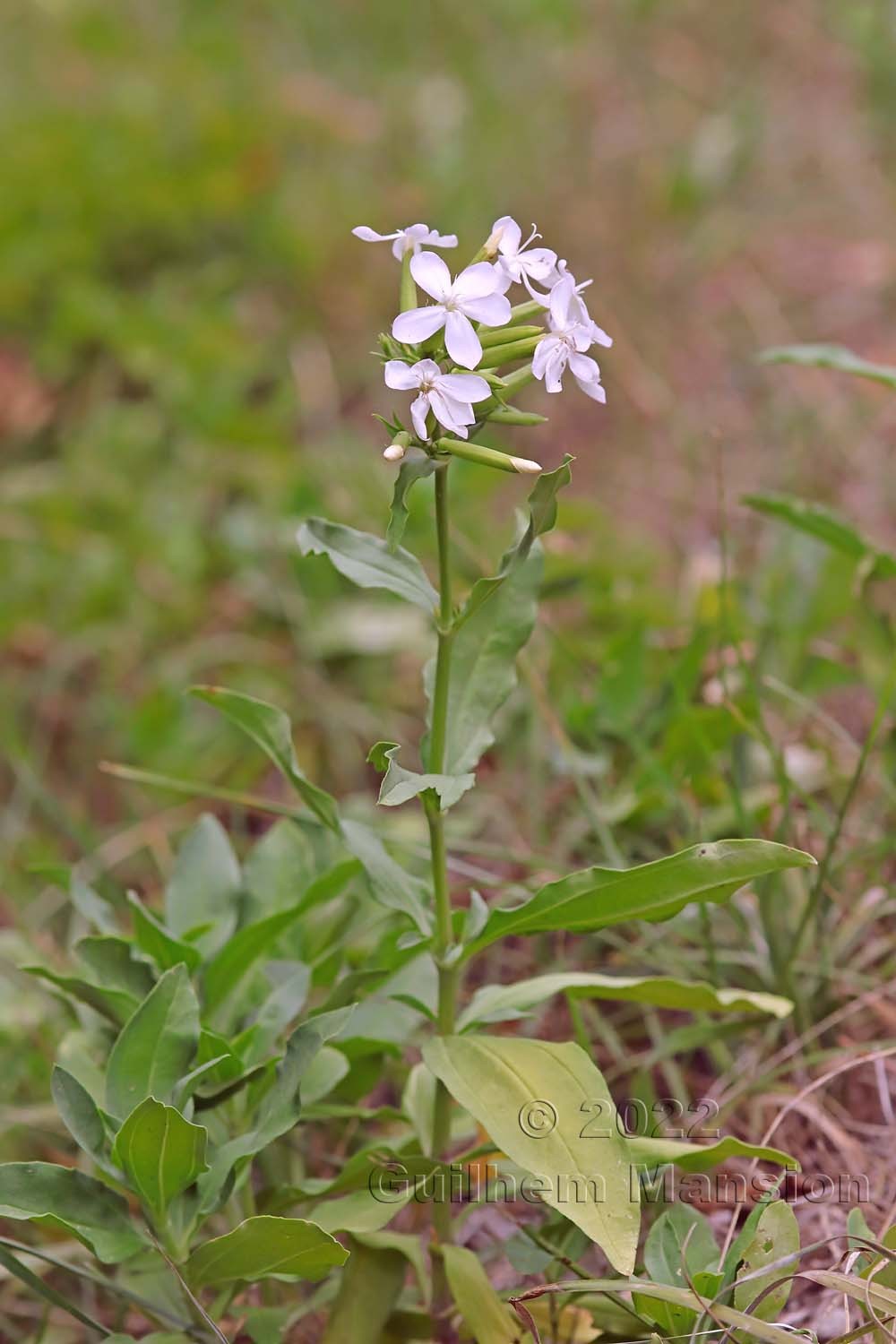 Saponaria officinalis