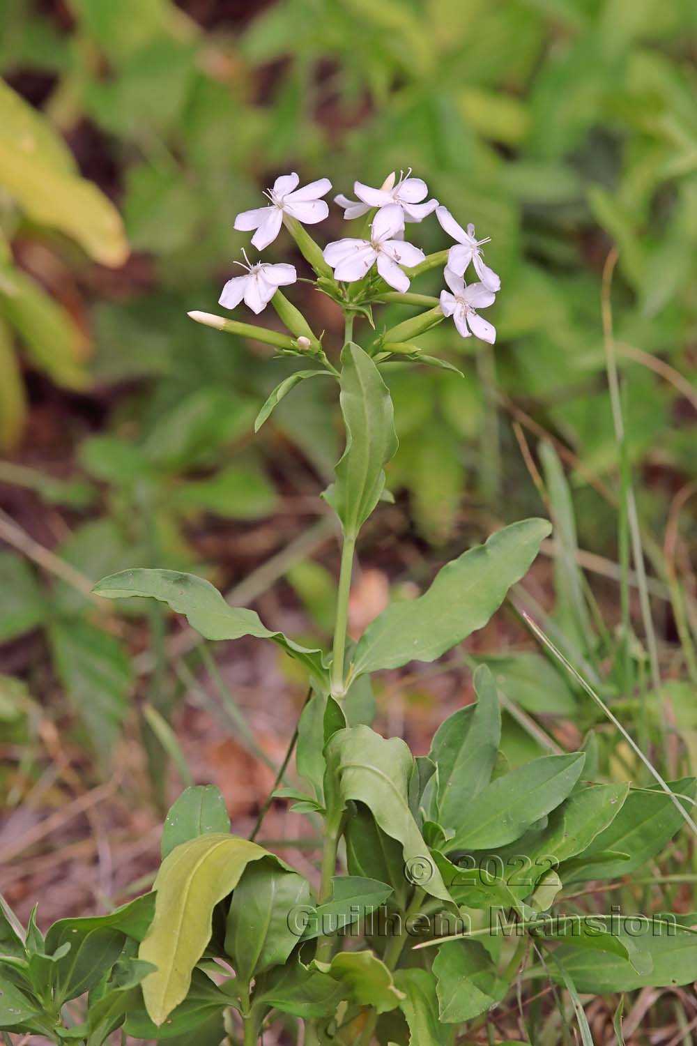 Saponaria officinalis