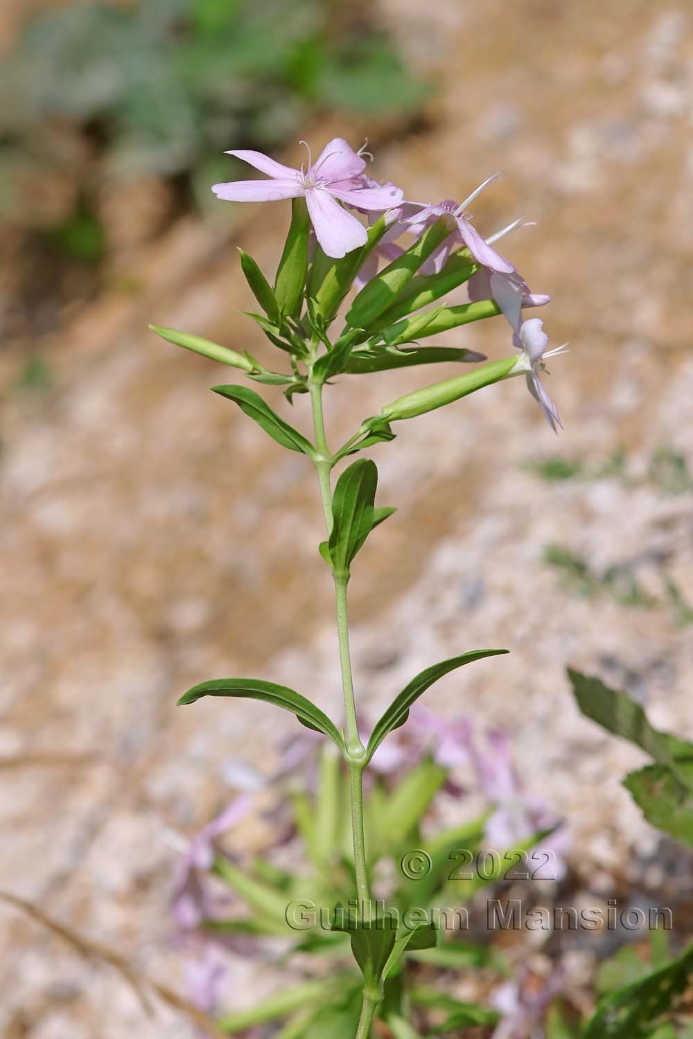 Saponaria officinalis