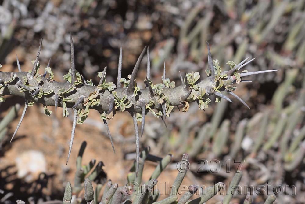 Sarcocaulon spinosum [Monsonia crassicaulis]