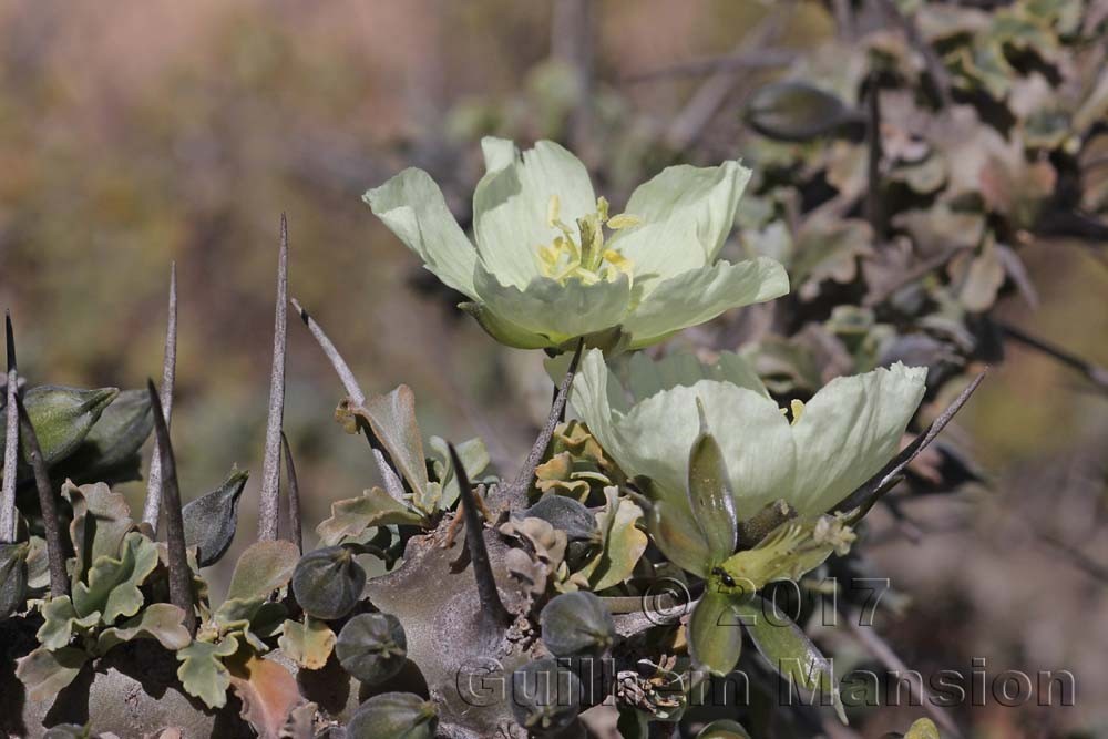 Sarcocaulon spinosum [Monsonia crassicaulis]