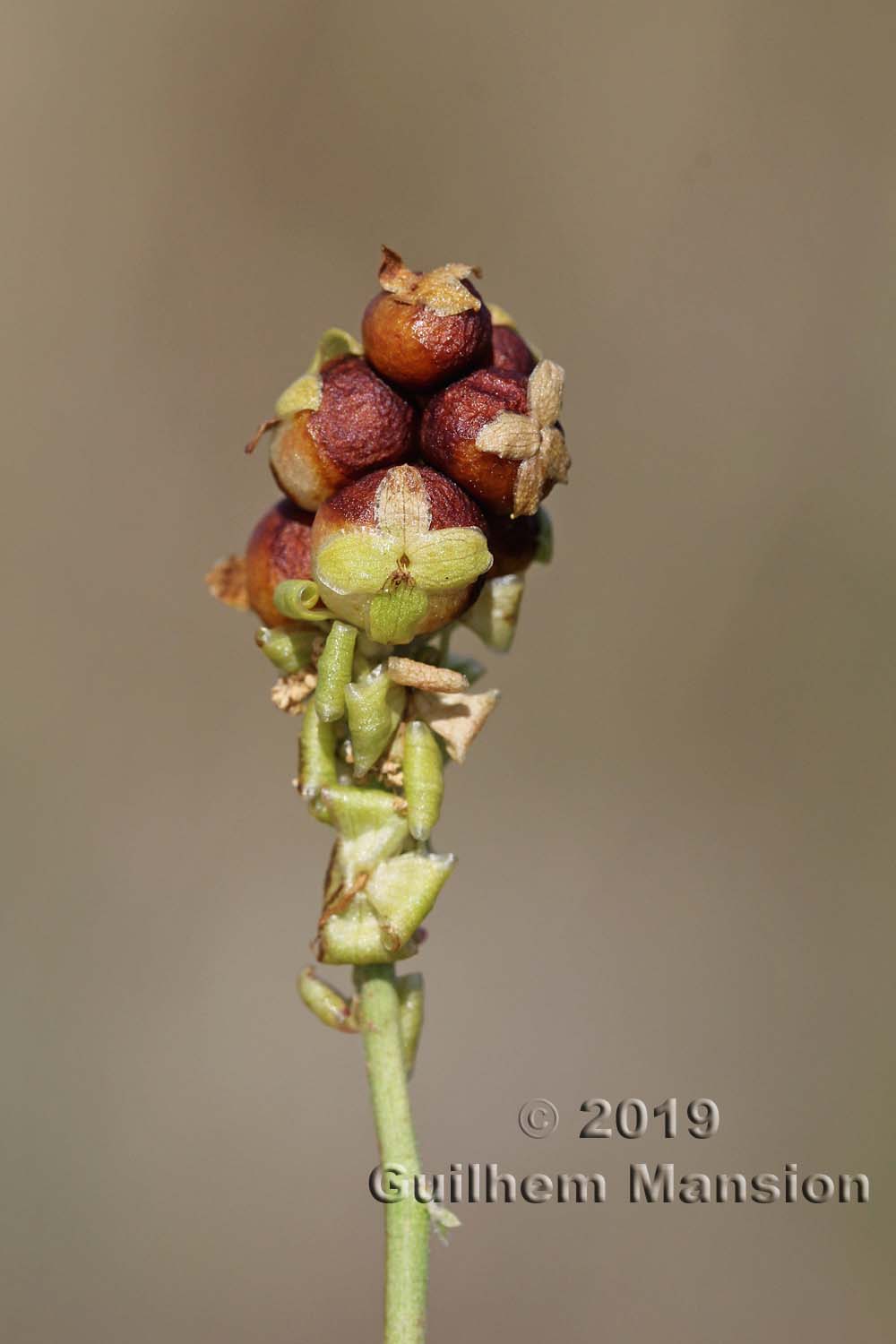 Sarcopoterium spinosum