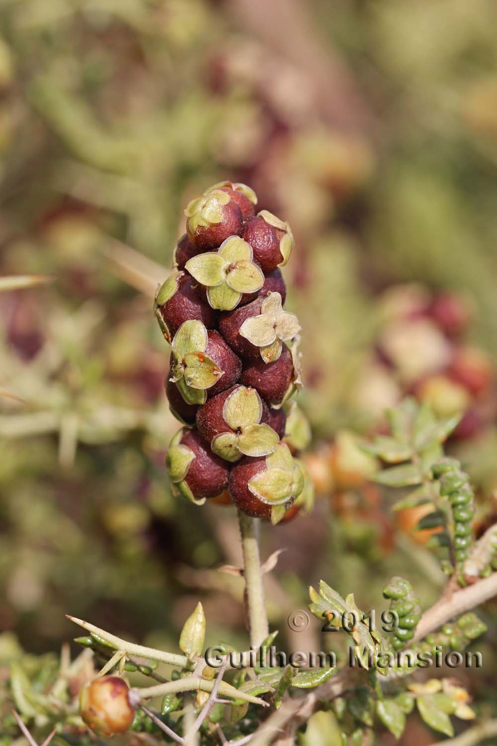 Sarcopoterium spinosum