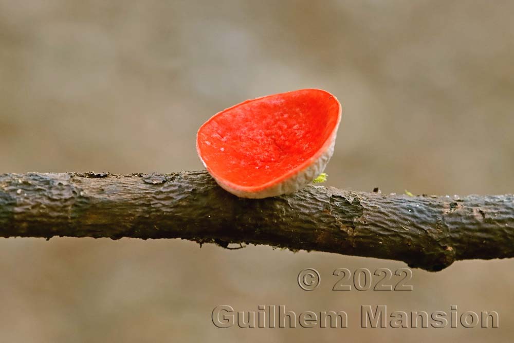 Sarcoscypha coccinea