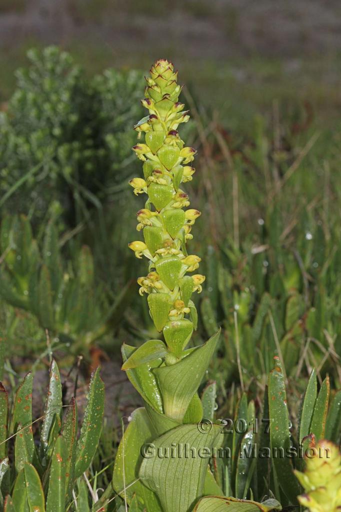 Satyrium odorum