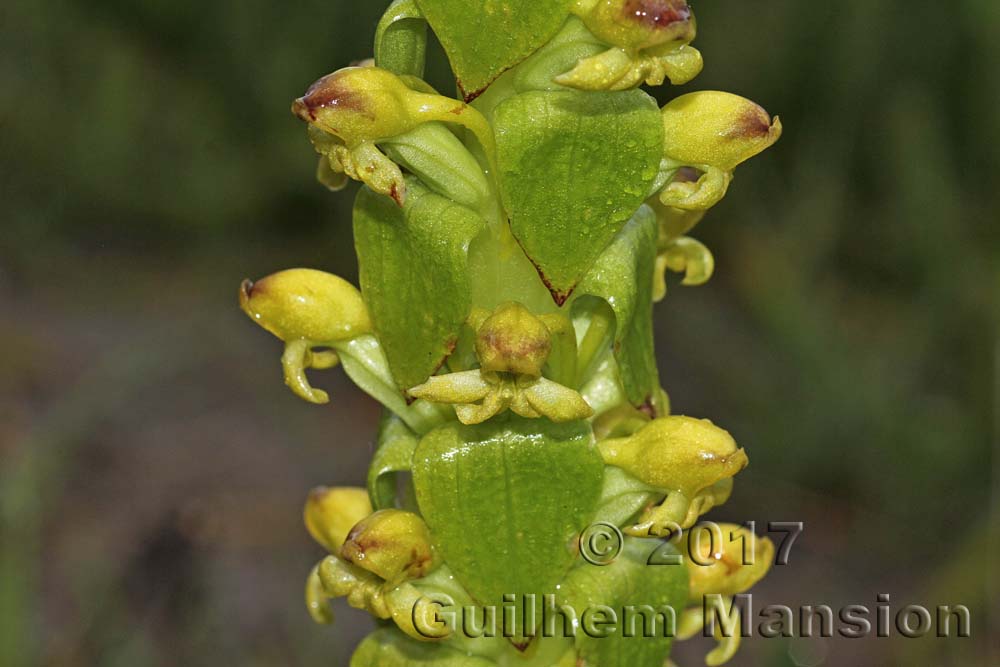 Satyrium odorum