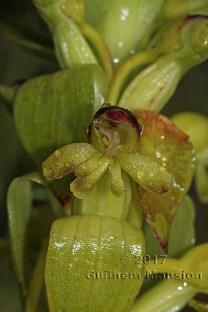 Satyrium odorum