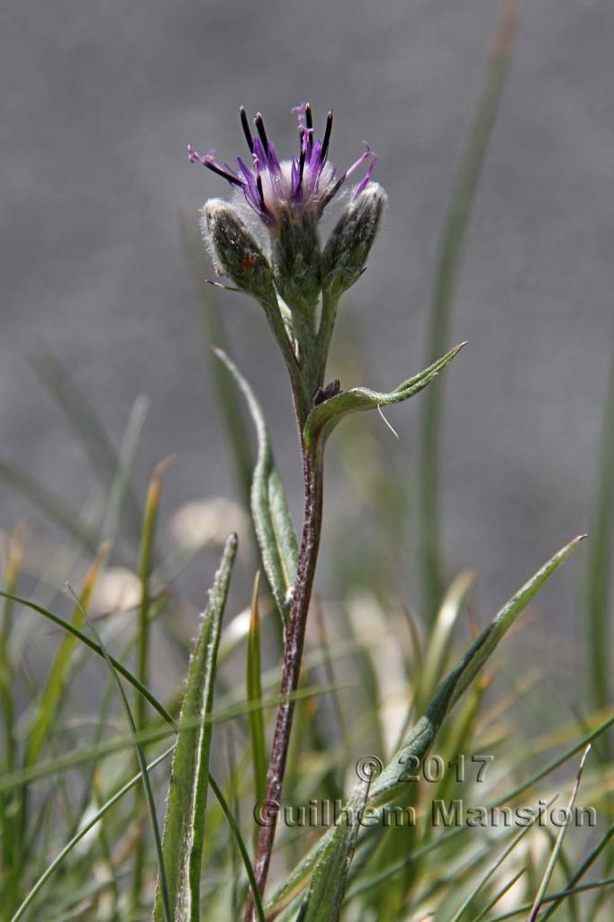 Saussurea alpina