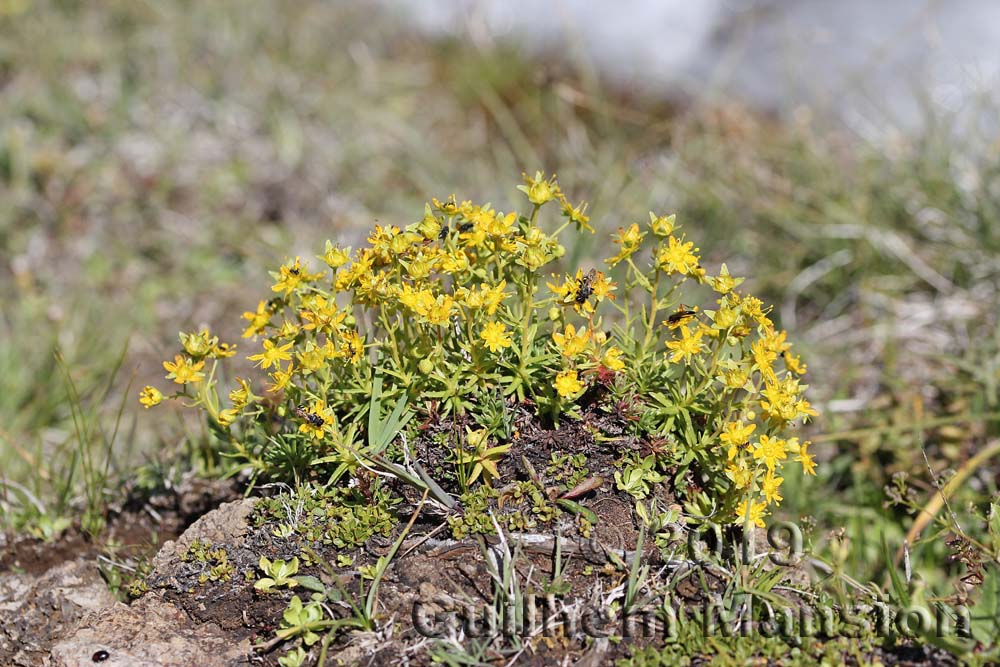 Saxifraga aizoides