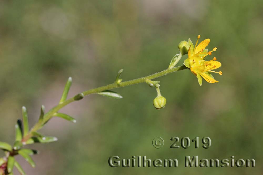 Saxifraga aizoides