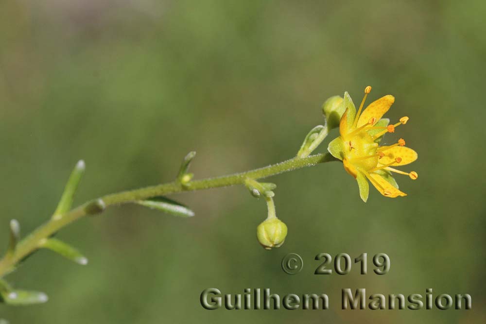 Saxifraga aizoides