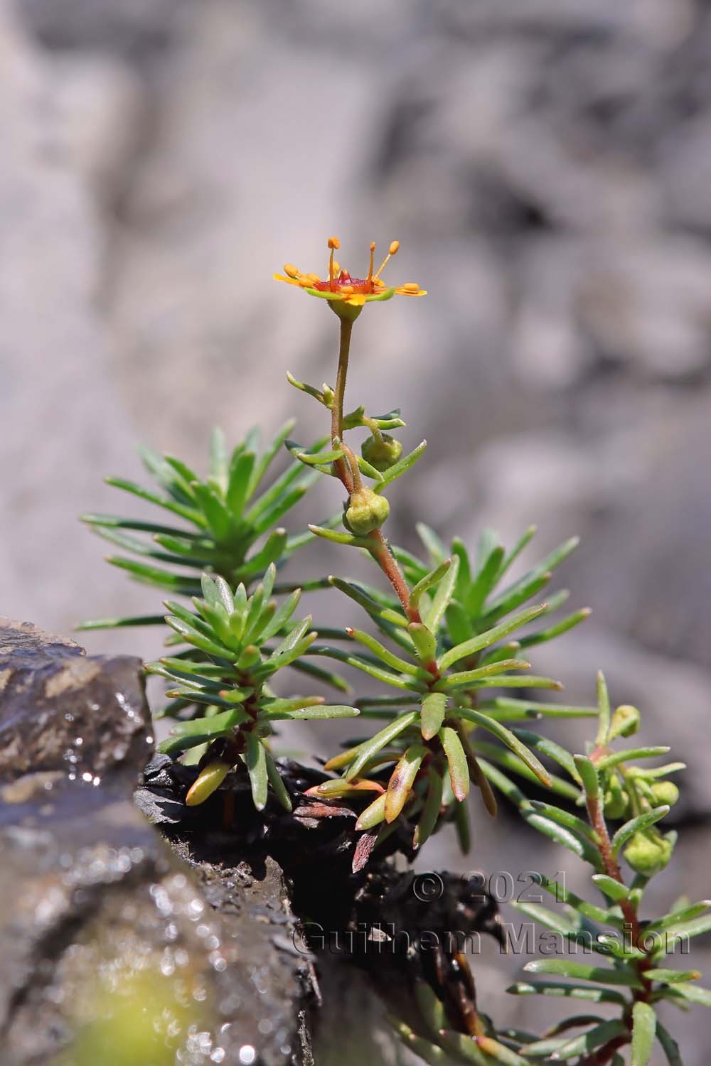 Saxifraga aizoides