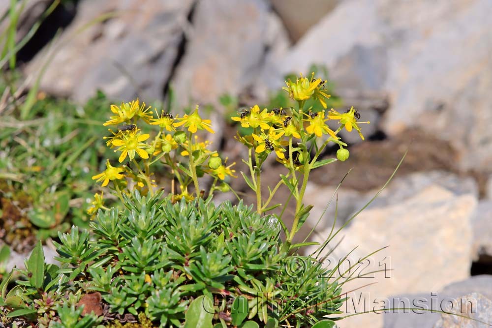 Saxifraga aizoides