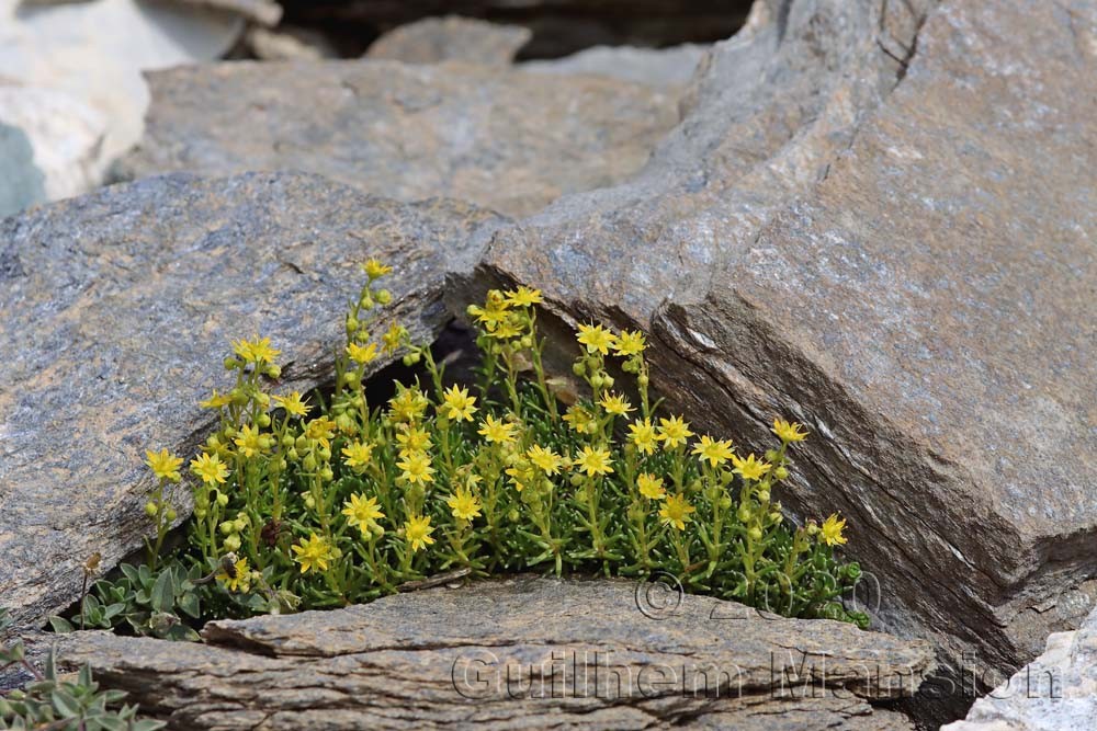 Saxifraga aizoides