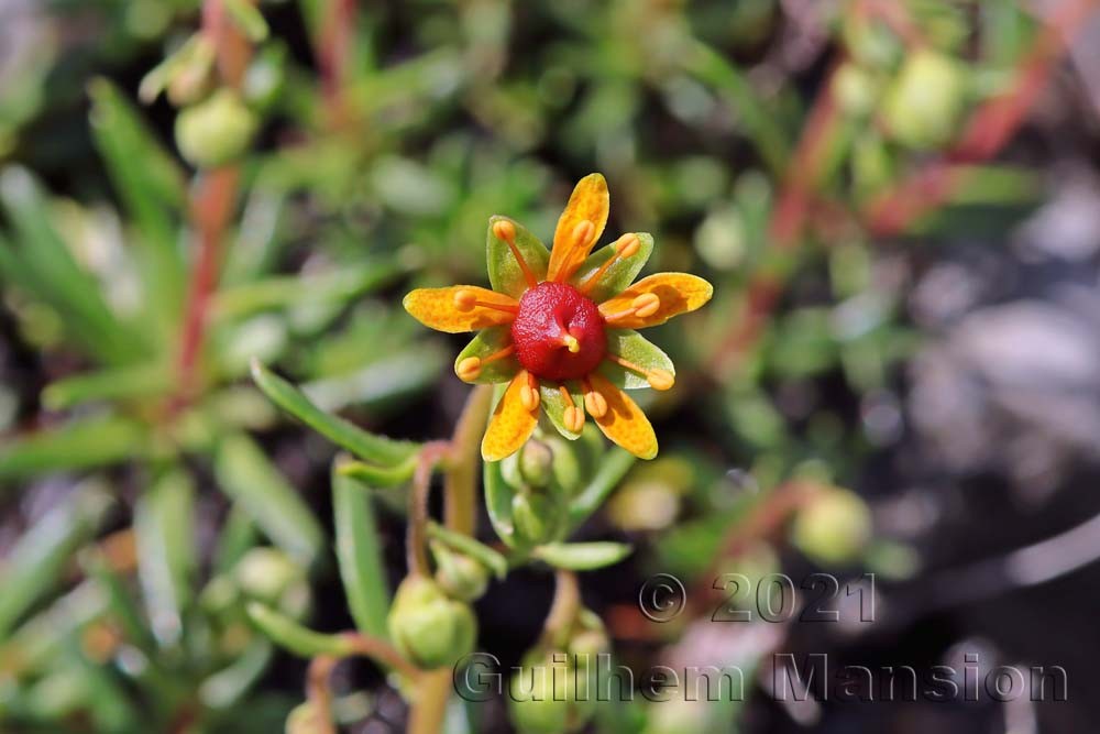 Saxifraga aizoides