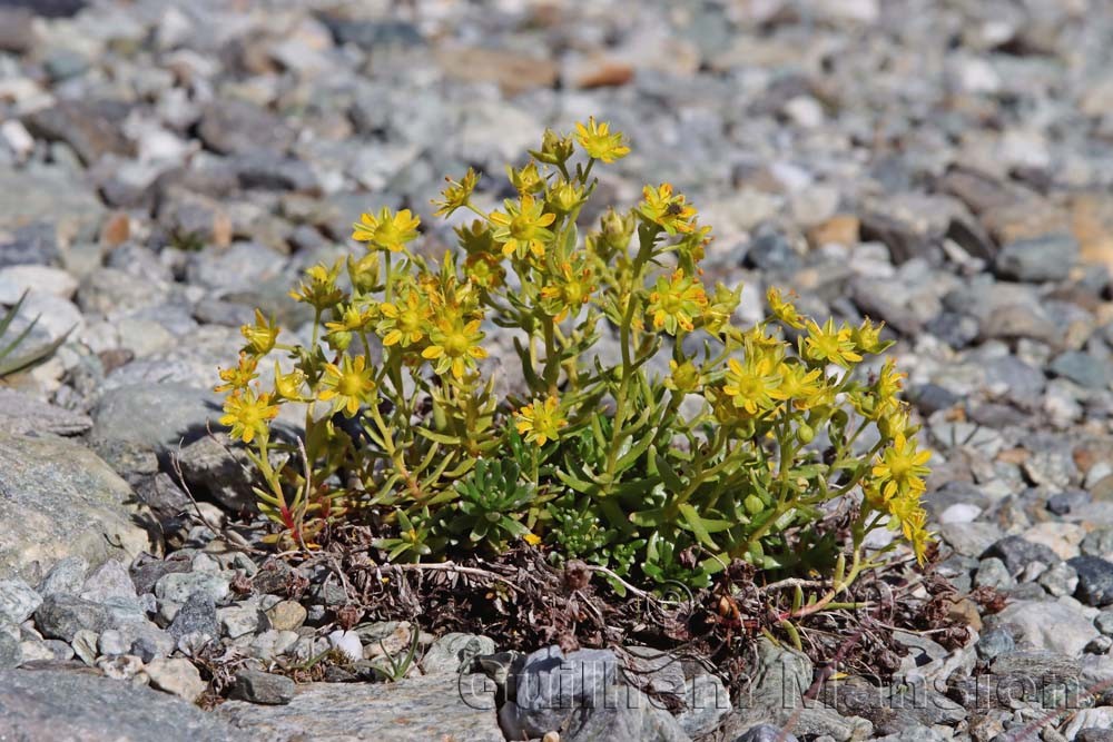 Saxifraga aizoides