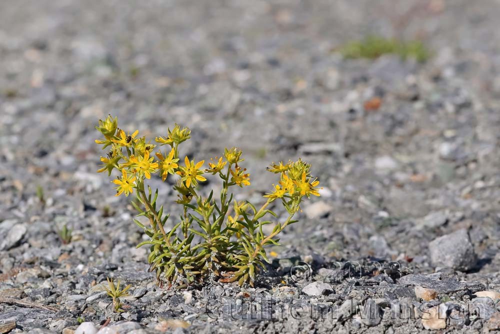 Saxifraga aizoides